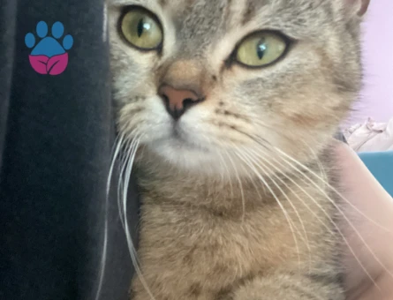 British Shorthair 1 Yaşında Acil Eş Arıyor