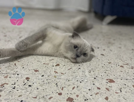 Scottish Fold Erkek Kedime Eş Arıyorum