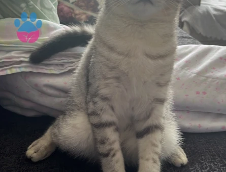 British Shorthair Oğlum Kızgınlıkta