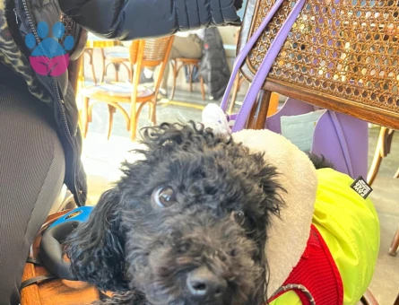 Toy Poodle Karam Eş Arıyor