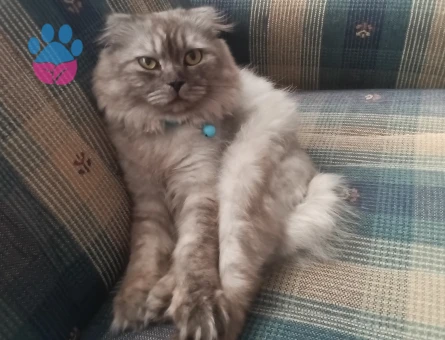 Himalayan Oğlumuza eş arıyoruz