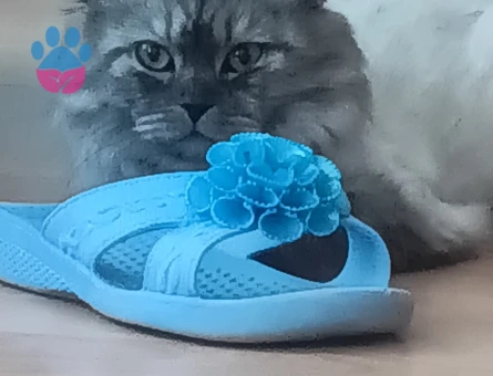 Himalayan Oğlumuza eş arıyoruz