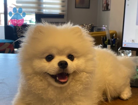 pomeranian erkek 10 aylık