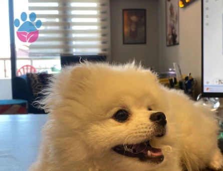 pomeranian erkek 10 aylık