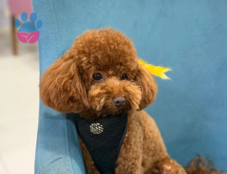 Toy Poodle