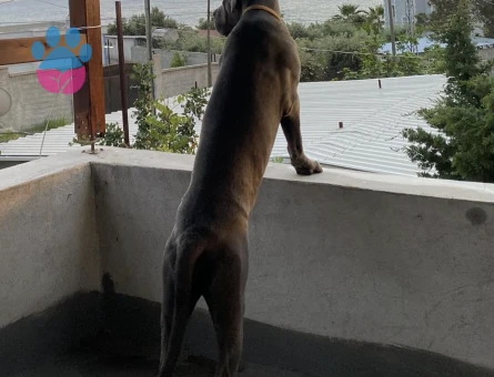 Cane Corso Blue 1 Yaşında Eş Arıyor