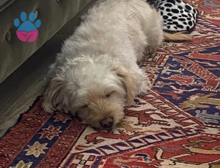 Oğlumuzun devamını istiyoruz