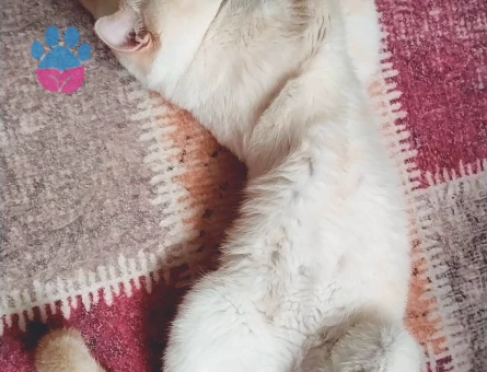 British Shorthair Pablo prensesini arıyor