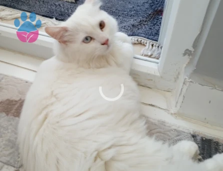 British Shorthair 1 Yaşında Oğlumuz Dara Eş Arıyorum