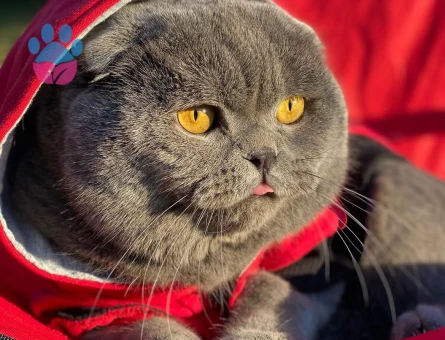 Scottish fold kedime eş arıyorum