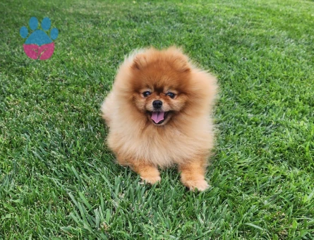 Pomeranian Boo Erkek