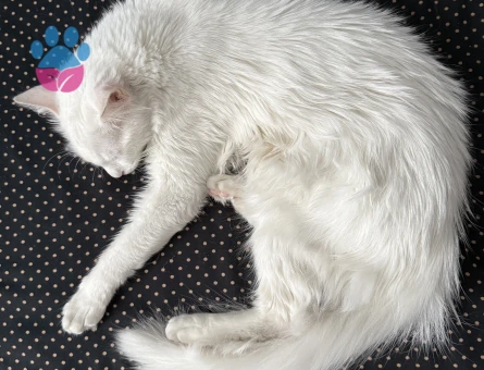 Maviş Kızıma Erkek Eş Arıyorum