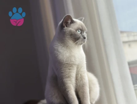 BluePoint British short hair dişi 8 aylık