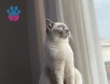 BluePoint British short hair dişi 8 aylık