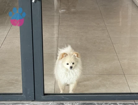 Erkek Yavrumuza Eş arıyoruz