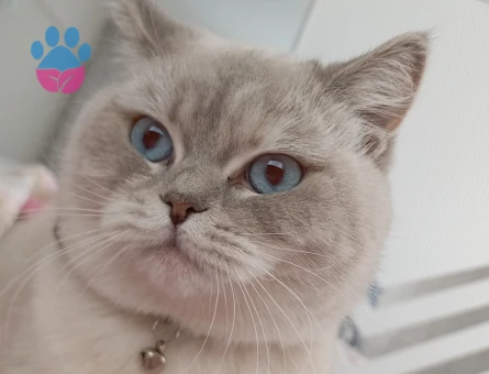 İnci kızıma eş arıyorum