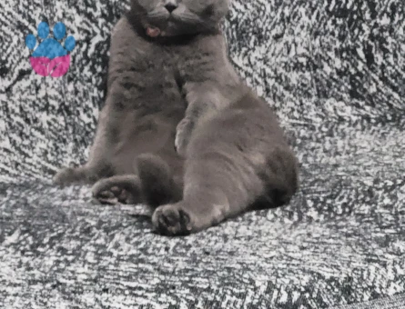 Lily  Kızımıza british Eş arıyoruz