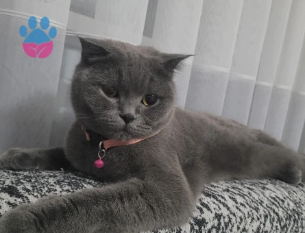 Lily  Kızımıza british Eş arıyoruz