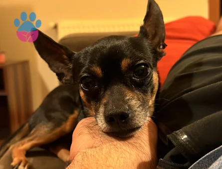 Minyatür Pinscher 5 Yaşında Eş Arıyor