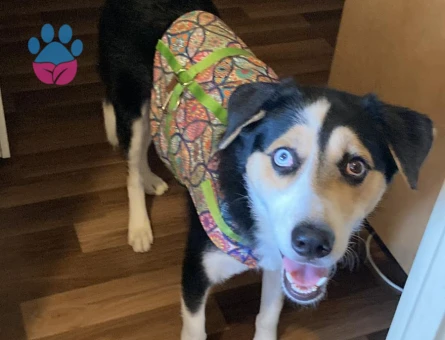 Husky-Golden kırması Gazo