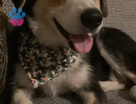 Husky-Golden kırması Gazo