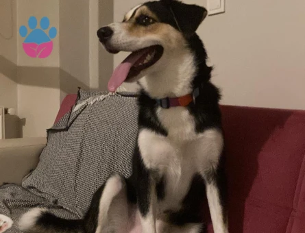 Husky-Golden kırması Gazo