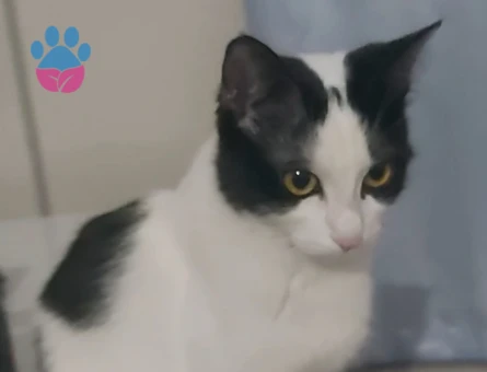 Smokin Hera Eş Arıyor