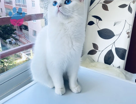 2 yaşında British Oğluma Eş Arıyorum