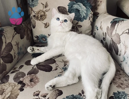 2 yaşında British Oğluma Eş Arıyorum