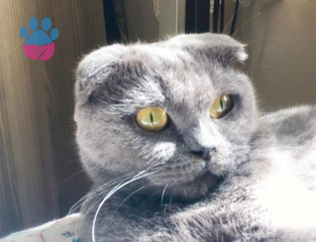 Safkan scottish fold kızıma eş arıyoruz