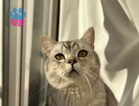 British Shorthair 1 Yaşında Eş Arıyor