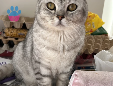 British Shorthair 1 Yaşında Eş Arıyor
