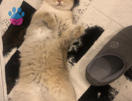 British golden ny12 kızımıza damat arıyoruz