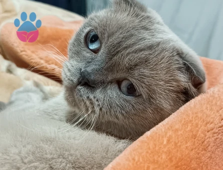 Scottish Fold 1 Yaşında Eş Arıyor