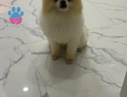 Poomeranian z zor LEO Eş Arıyor