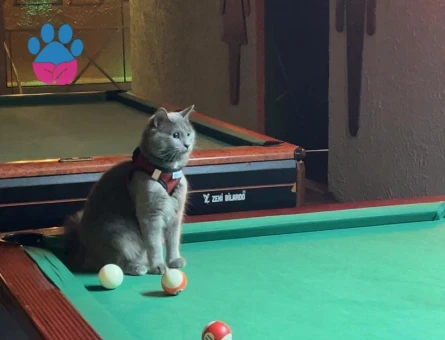 British kedimize dişi kedi arıyoruz