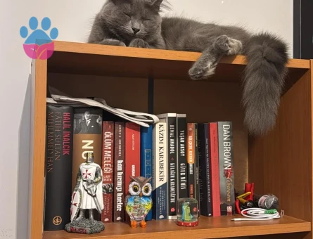 British kedimize dişi kedi arıyoruz