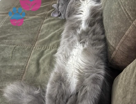 British kedimize dişi kedi arıyoruz