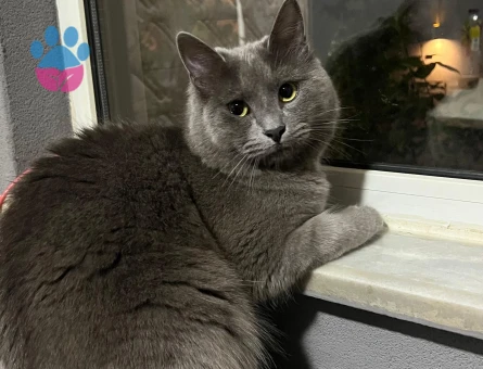 British kedimize dişi kedi arıyoruz