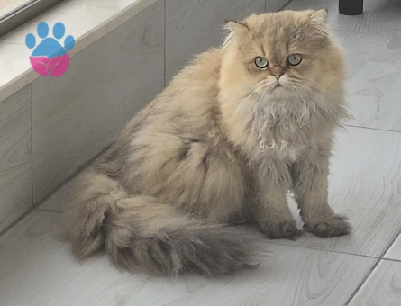 1.5 Yaşında British Longhair Oğlumuza Eş arıyoruz