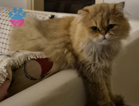 1.5 Yaşında British Longhair Oğlumuza Eş arıyoruz