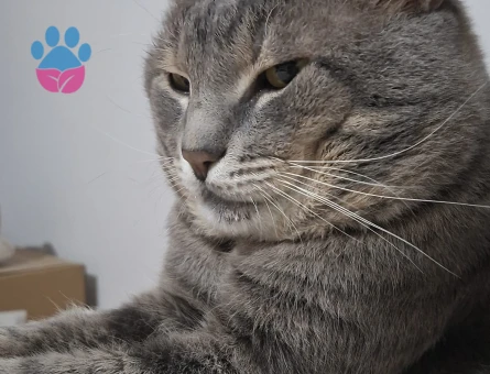 Duman Oğlum Kızgın