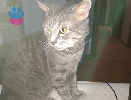 Duman Oğlum Kızgın