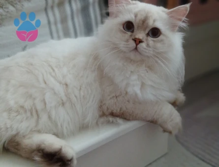 Oğlumuza Eş Arıyoruz