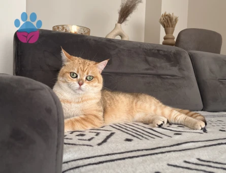 British Shorthair Golden oğluma eş arıyorum