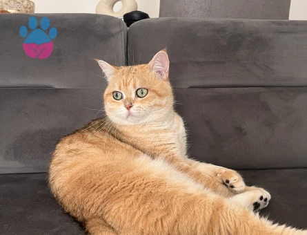 British Shorthair Golden oğluma eş arıyorum