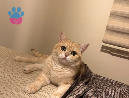 British Shorthair Golden oğluma eş arıyorum