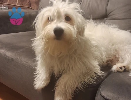 Erkek çocuğumuza dişi arayışımız vardır...