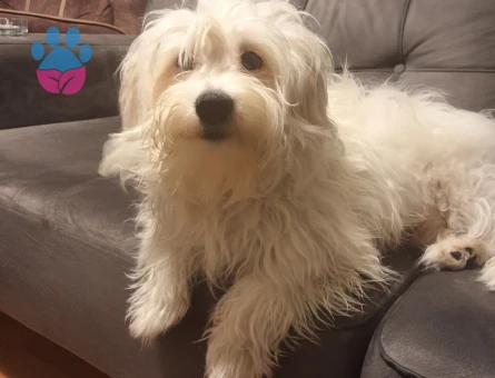 Erkek çocuğumuza dişi arayışımız vardır...