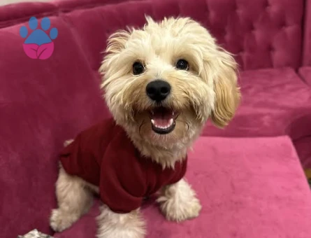 Maltipoo 1 Yaşında Eş Arıyor